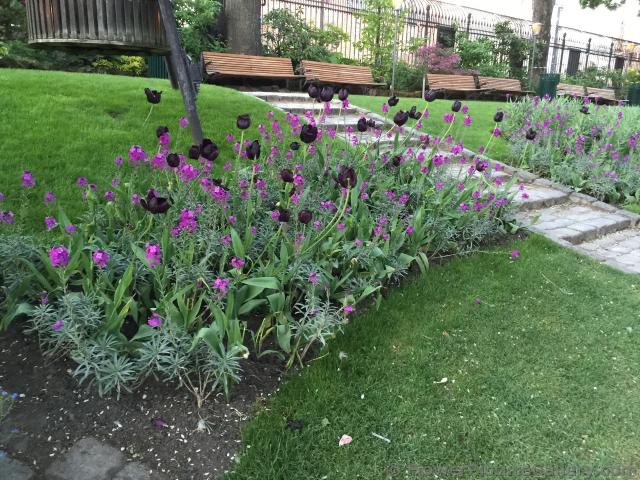 Black Tulip Flowers at Tivoli Gardens Copenhagen.jpg