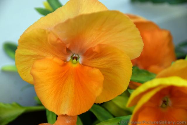 Baltic Orange Pansy Flowers Close-Up.jpg