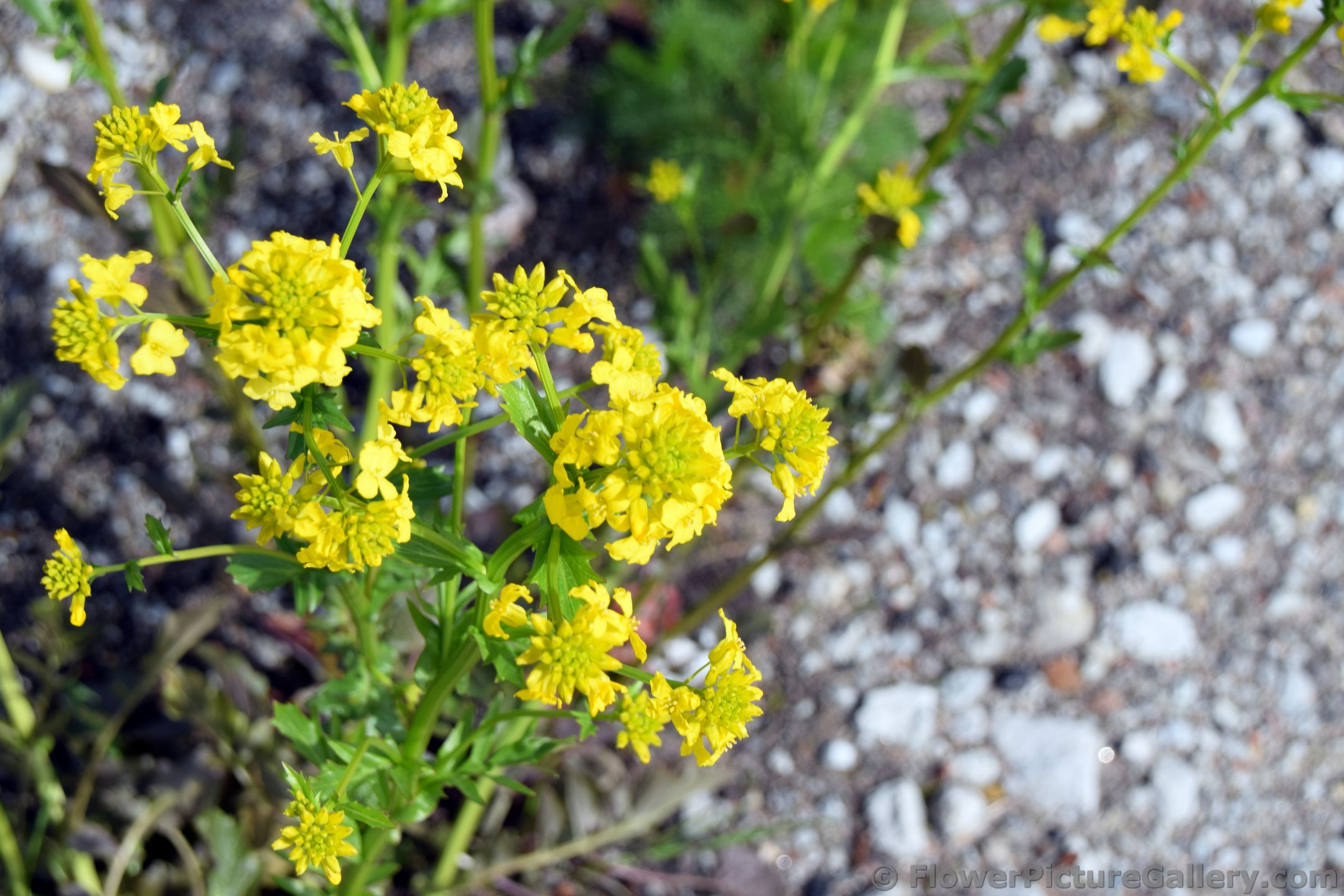 Yellow Wildflowers of Tallinn Estonia.jpg
