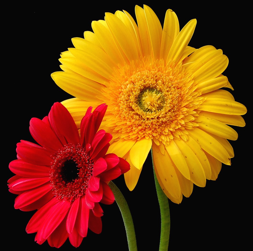 Daisy flowers.jpg