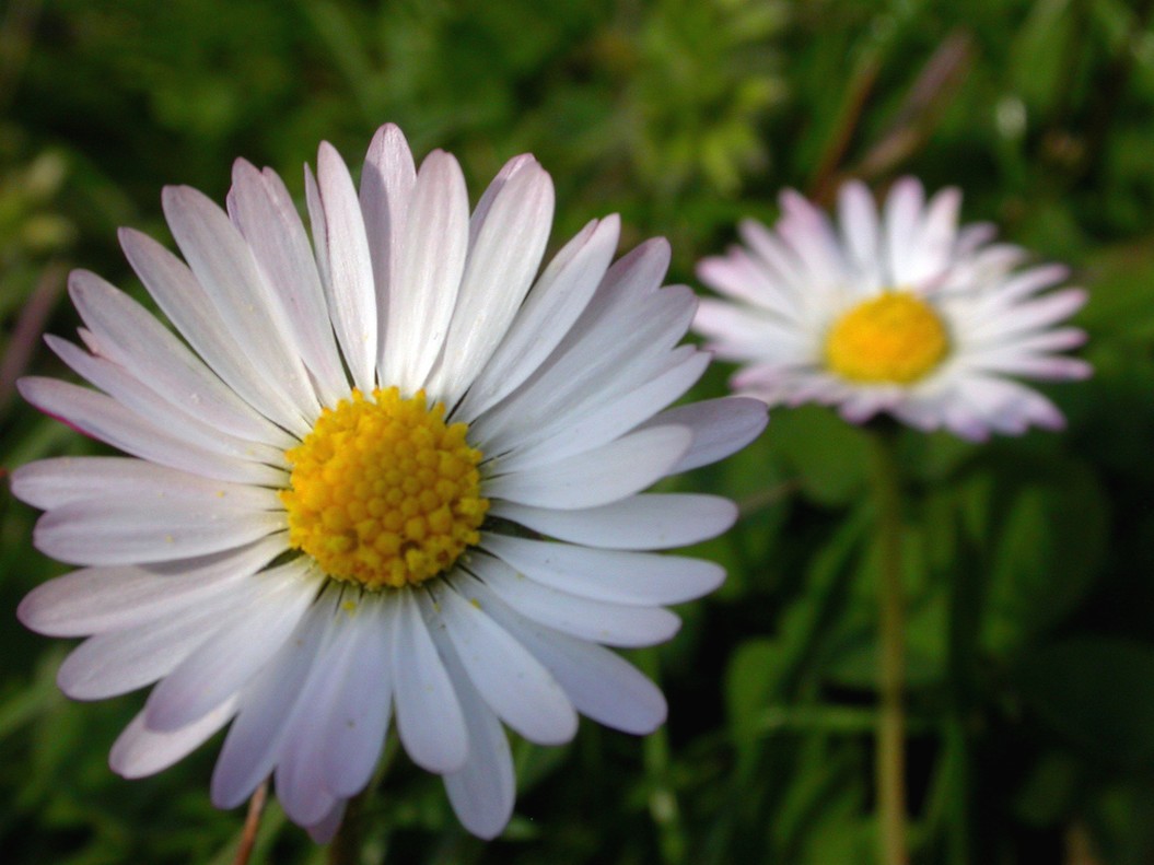 daisy flowers with center in yellow.jpg
