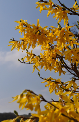 Shade flower Forsythia in yellow color.PNG