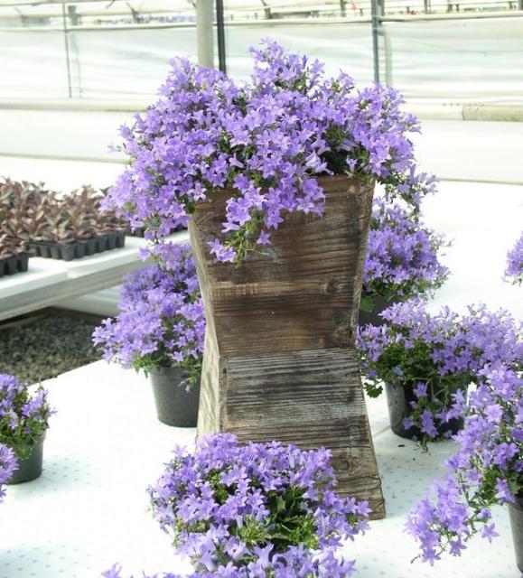 Summer flowers in planters pictures.JPG