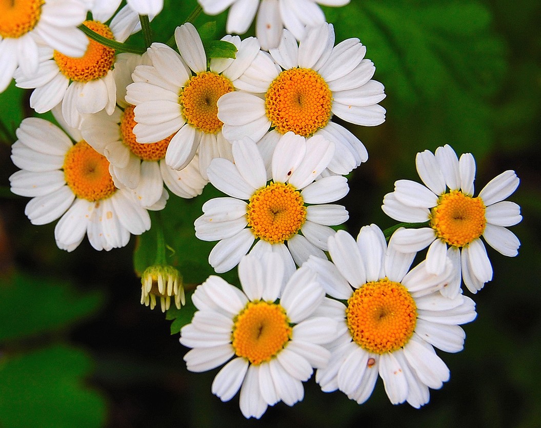 daisy flowers pix.jpg