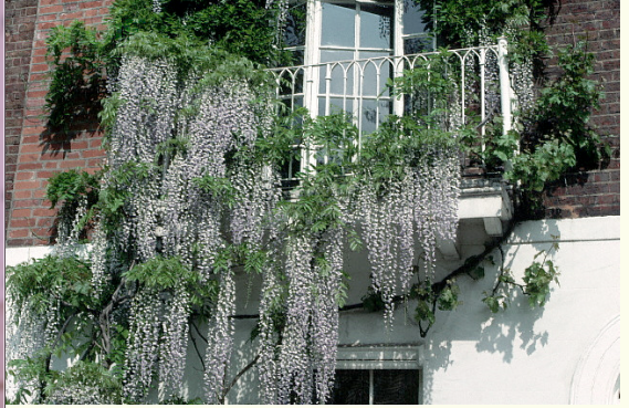 wisteria wine and lfower draping from a balcony.PNG