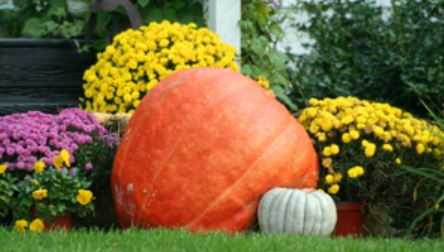 Gaint pumpkin outdor decor ideas photos.JPG