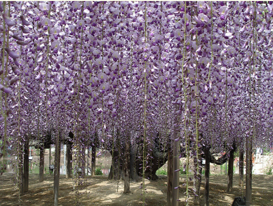 Wisteria floribunda- Black Dragon Wisteria.PNG