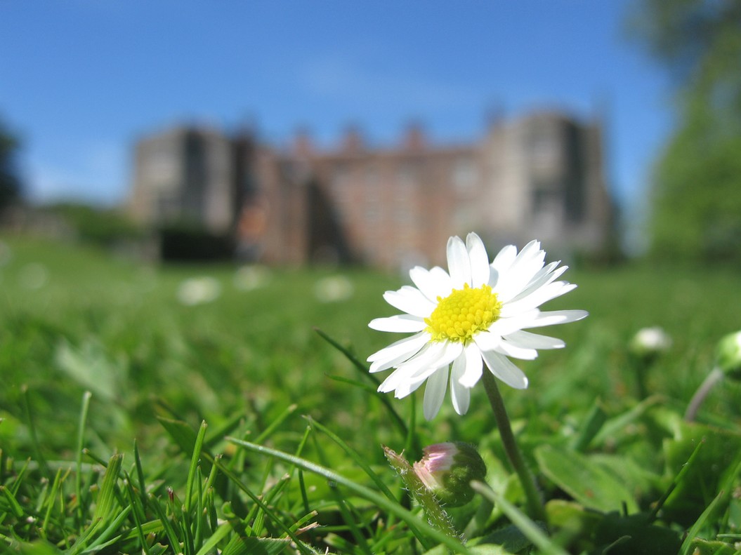 daisy flowers in white.jpg