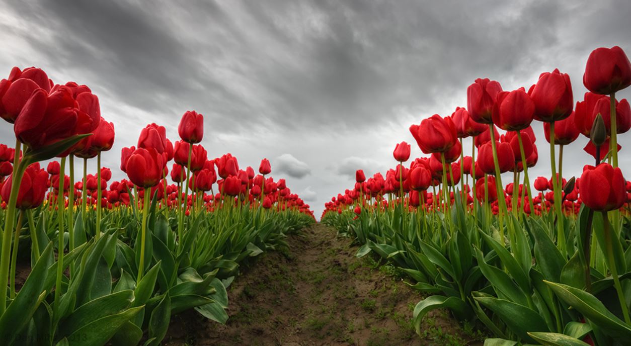 Red tulips fields pictures.JPG
