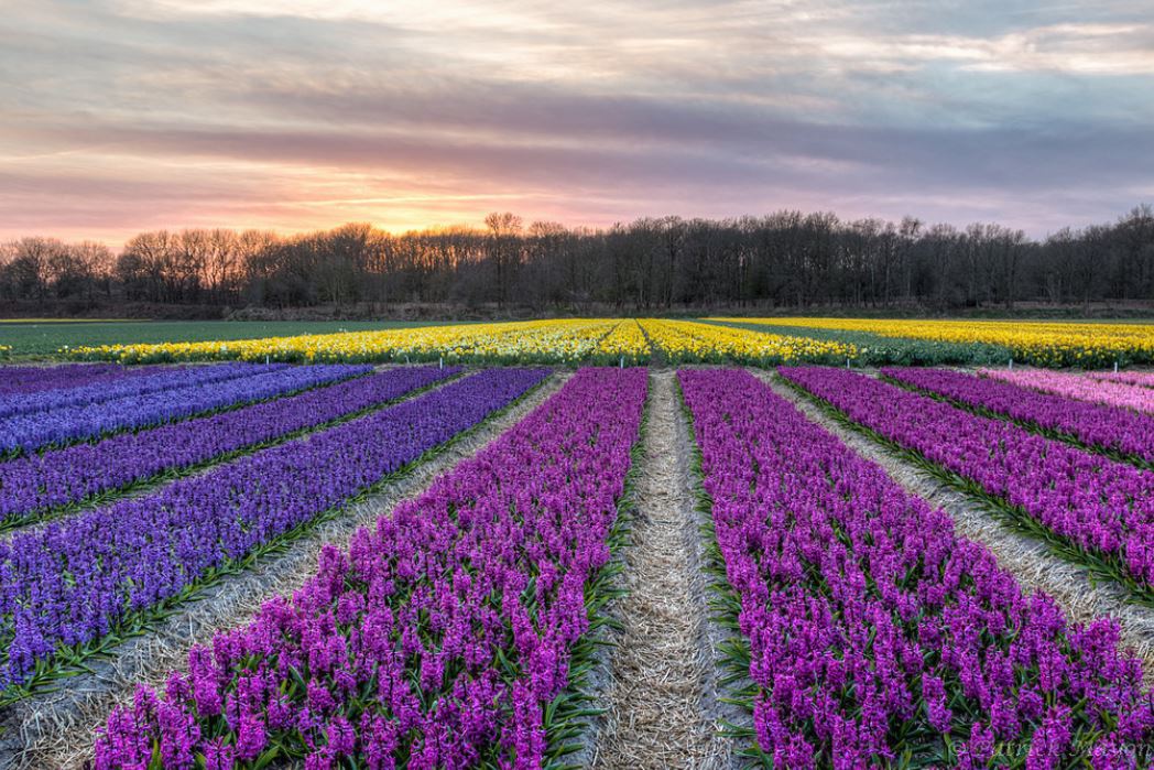 Colorful flowers fields pictures.JPG