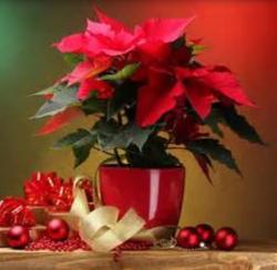 Poinsettia Flowers Pictures