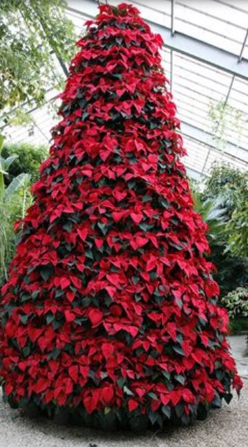 Red flowers Christmas tree with poinsettias.JPG
