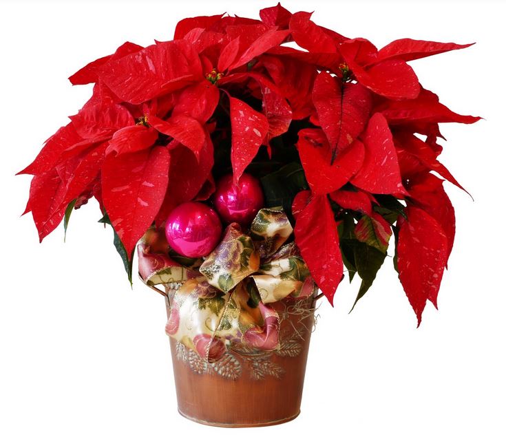 Red poinsettia flowers with hot pink ornaments.JPG
