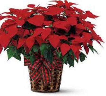 Red poinsettia with red bow.JPG