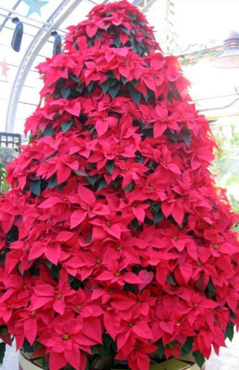 Red Poinsettias flowers Christmas tree image.JPG
