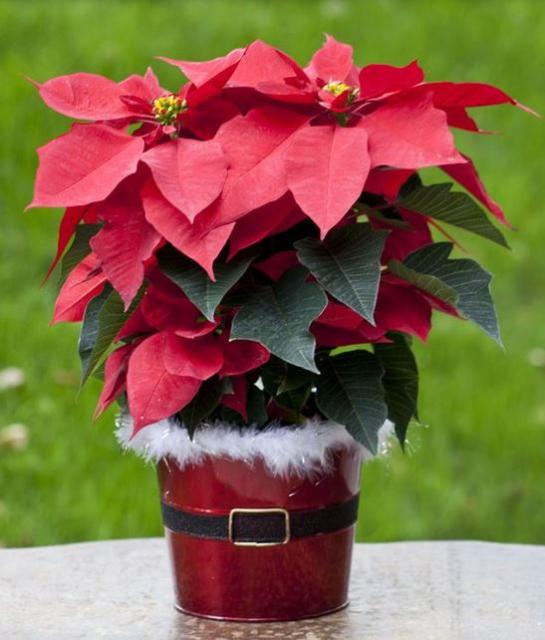 Red poinsettias with Christmas planter perfect for flowers Christmas present.JPG