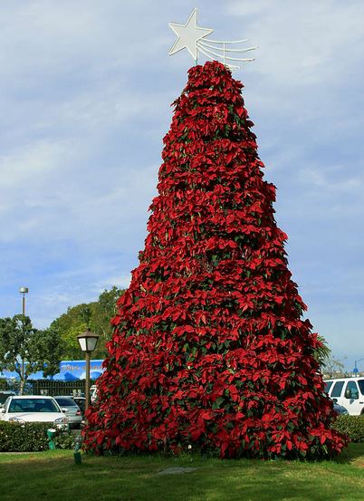 Red Poisettia Christmas tree picture.JPG