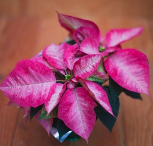 Unique poinsettia pink flowers photos.JPG