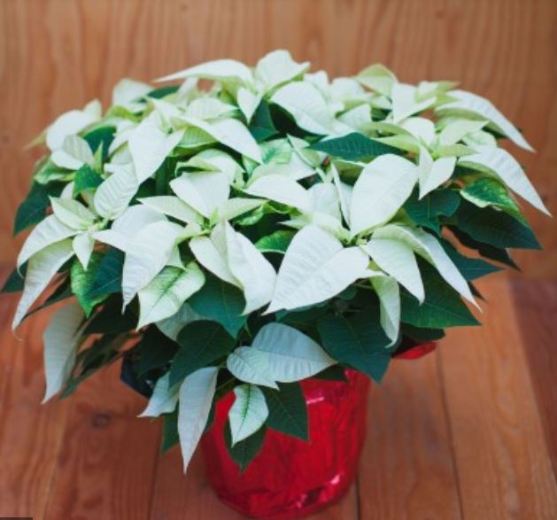 White Poinsettia flwoers picture.JPG