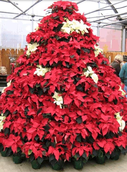 Beautiful Poinsettias Christmas tree with white and red poinsettia flowers.JPG