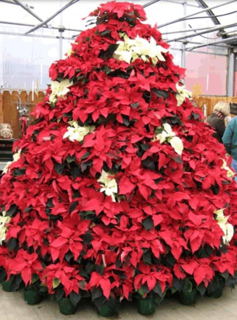 Beautiful Poinsettias Christmas tree with white and red poinsettia flowers.JPG
