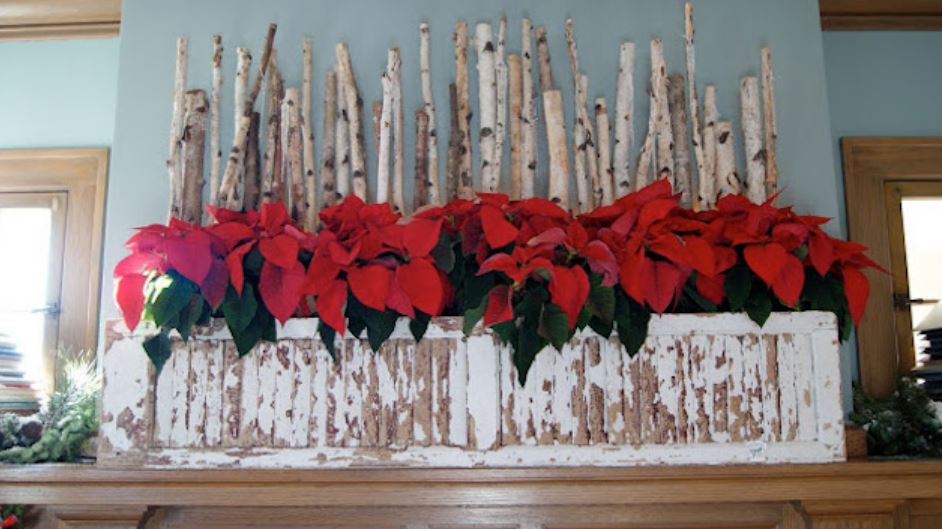Chic Christmas decoration photos of Red poinsettias.JPG