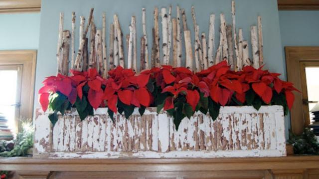 Chic Christmas decoration photos of Red poinsettias.JPG