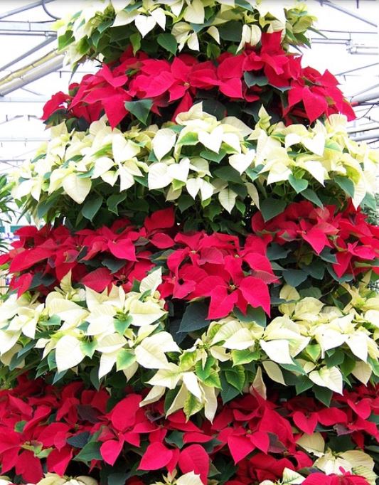 Christmas White Red Poinsettia Flowers.JPG