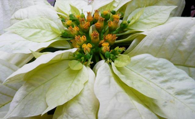 Close up picture of white poinsettias.JPG