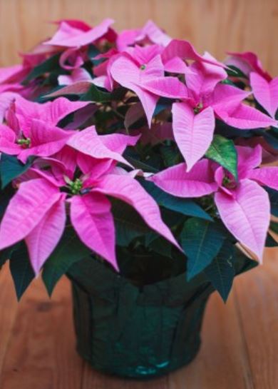Hot pink poinsettias phots.JPG