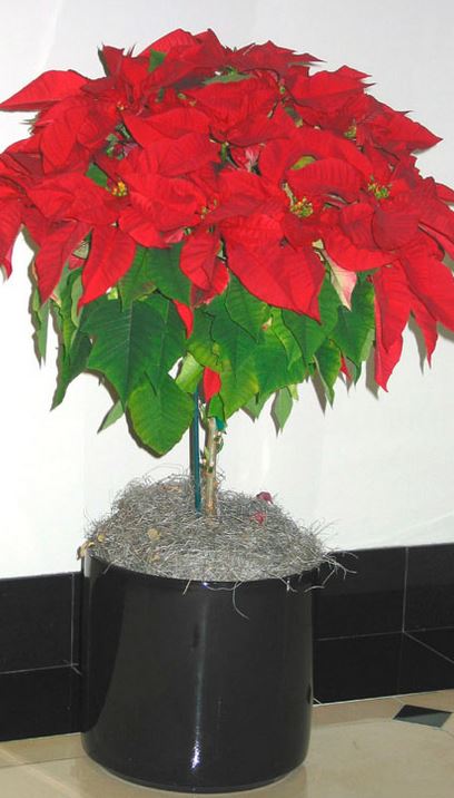 Indoor Poinsettias planters pictures.JPG