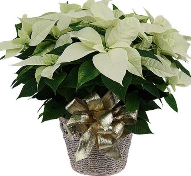Ivorey poinsettia flowers photos.JPG