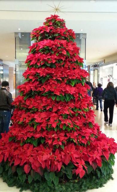 Large poinsettias flower Christmas trees photo.JPG