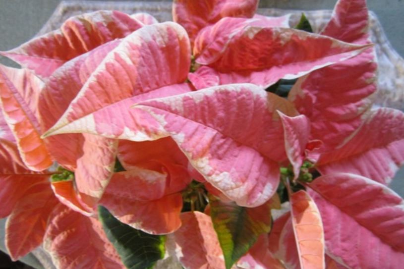 Marble poinsettia plants picture.JPG