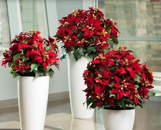 Modern Artificial Poinsettia Plants.JPG