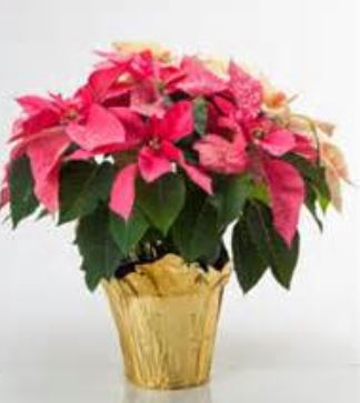 Pink poinsettia flowers with gold wrap.JPG