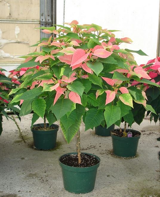 Pink poinsettia planters photos.JPG