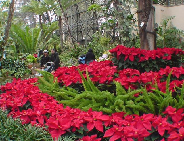 Poinsettia flowers garden photos.JPG