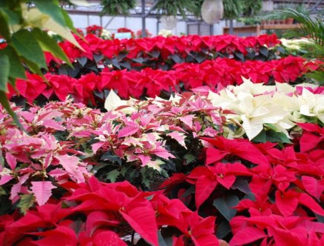 Poinsettia garden pictures.JPG