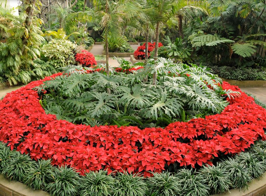 Poinsettia Plant Display.JPG