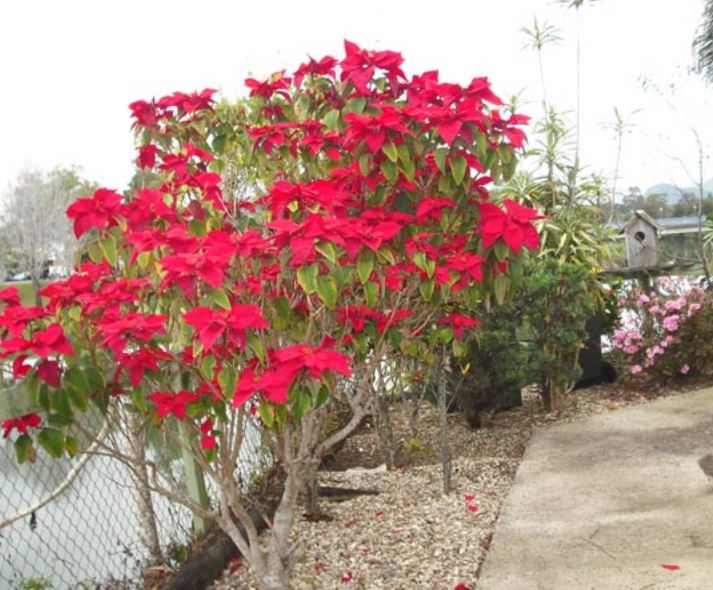 Poinsettia Plant Trees.JPG