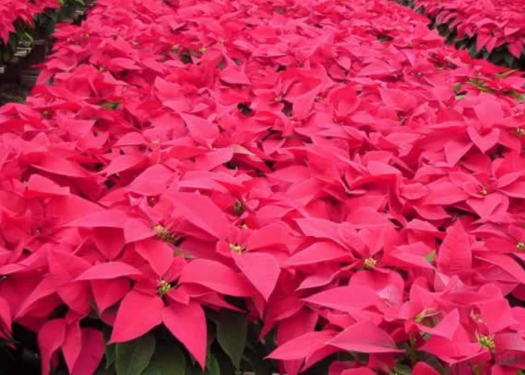 Poinsettia season flowers pictures.JPG