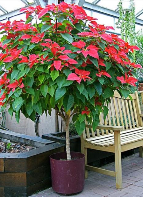 Poinsettia tree in planter.JPG