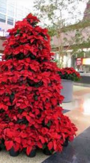 Red Christmas tree with poinsettias in red.JPG