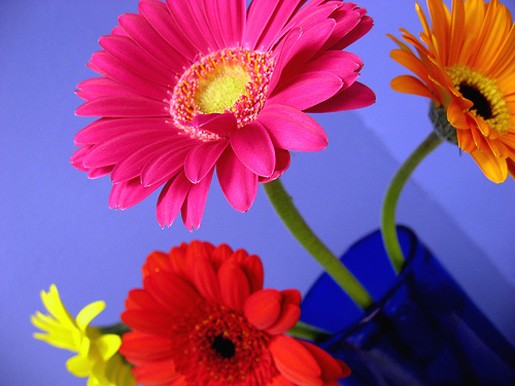 daisy flowers in vase.jpg