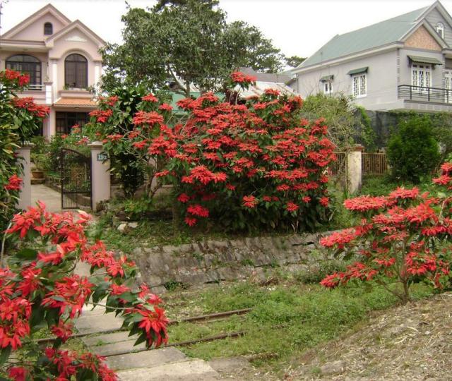 Garden poinsettias plants pictures.JPG