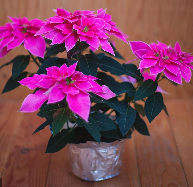 Hot pink poinsettias pictures.JPG