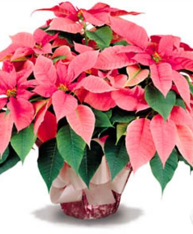Large marble  pink poinsettias pictures.JPG