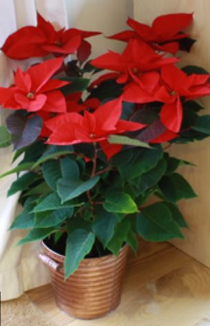 Large poinsettia plant pictures.JPG