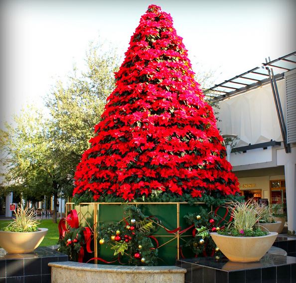 Large red fresh flowers Christmas tree photos.JPG
